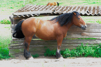 Horse grazing on field