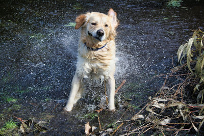 High angle view of dog running in water