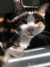 Close-up portrait of a cat looking towards camera