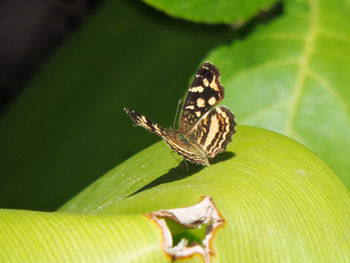 Close-up of butterfly on leaf