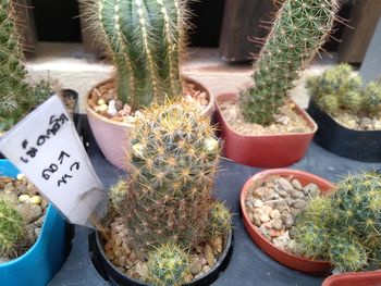 High angle view of potted plants in market