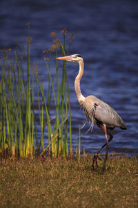 View of a bird on land