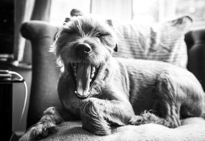 Close-up of dog yawning while resting on chair