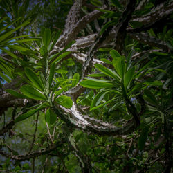 Trees growing in forest