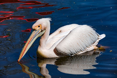 A white pelican swims relaxed on the water of a lake in a german zoo