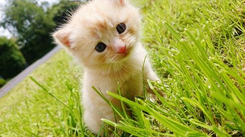 Close-up of kitten on grass