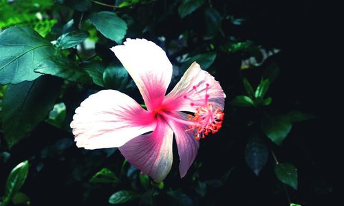 Close-up of pink hibiscus flower