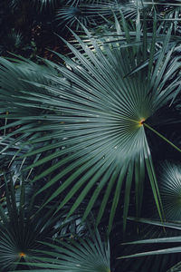 Full frame shot of palm trees