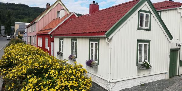 Yellow flowering plants outside house