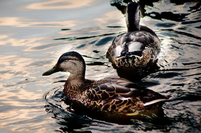 Close-up of duck swimming on lake