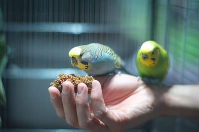 Cropped image of hand holding bird