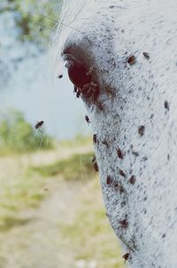 Close up of tree trunk