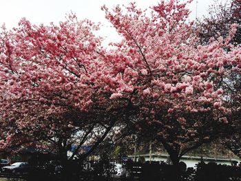 Low angle view of cherry blossoms