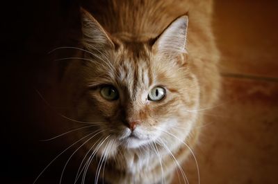 Close-up portrait of cat