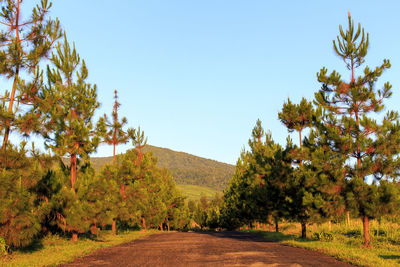 Scenic view of road amidst trees against clear sky