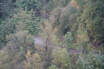 High angle view of trees in forest