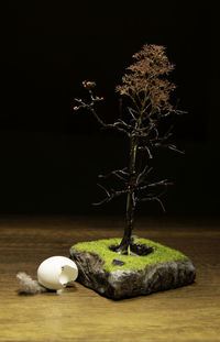 Close-up of pumpkin on table against black background