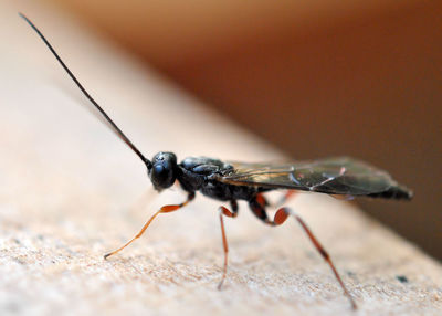 Close-up of insect