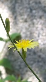 Close-up of yellow flowers