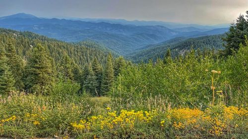 Scenic view of yellow flowering plants on land