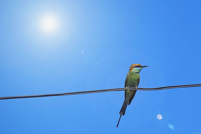 Low angle view of bird perching on cable against sky