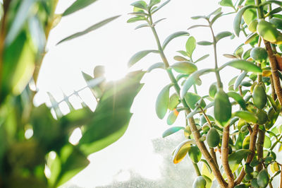 Low angle view of plants against sky