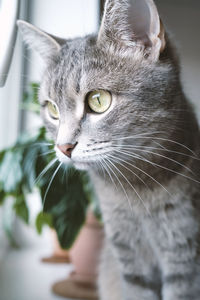 Close-up of cat