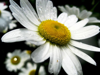 Close-up of white daisy blooming outdoors