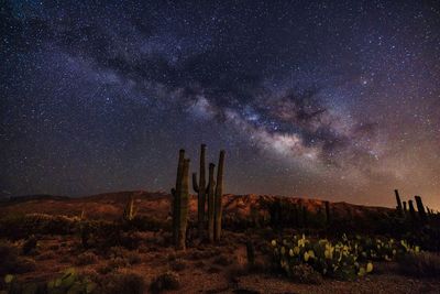 Cactus growing on field against star field sky at night