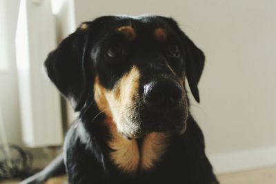 Close-up portrait of black dog at home