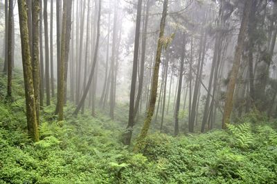 Pine trees in forest