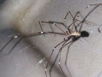 Close-up of spider