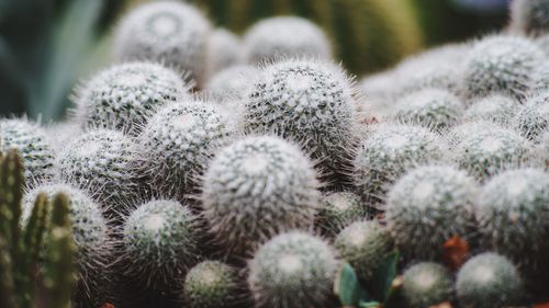 Close-up of succulent plants