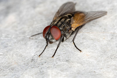 Close-up of housefly