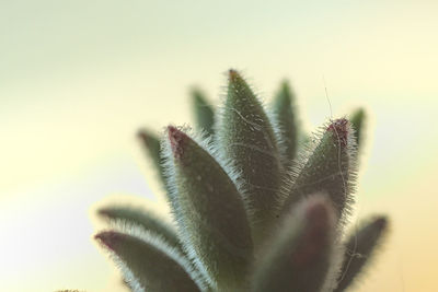 Close-up of succulent plant against clear sky