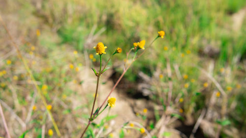 Close-up of yellow flowering plant on field