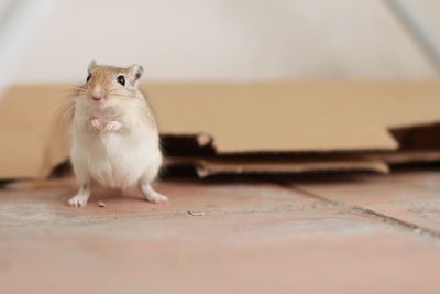 Close-up of a rabbit