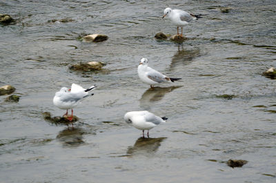 Seagulls on lake