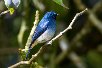 Close-up of bird perching on branch