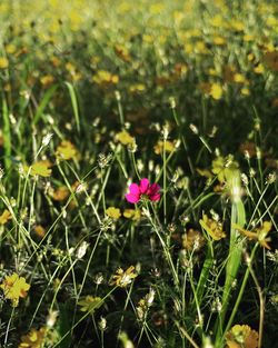 Close-up of flowers blooming on field