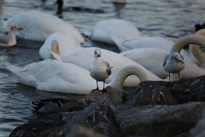 Seagulls perching on a lake