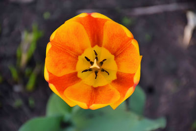 Close-up of yellow flower