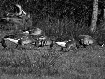 View of an animal on field