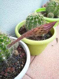 High angle view of potted plant