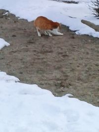 Sheep on snow covered landscape