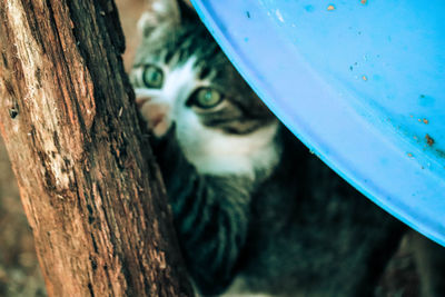 Close-up of cat peeking from tree trunk