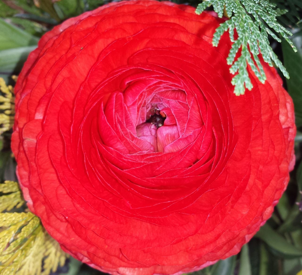 red, animal themes, one animal, insect, nature, close-up, animals in the wild, outdoors, beauty in nature, animal wildlife, no people, freshness, day, flower head