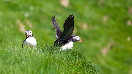 Close-up of puffin on grass