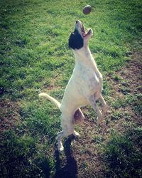 Dog standing on grassy field