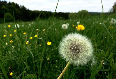 Close-up of dandelion flowers